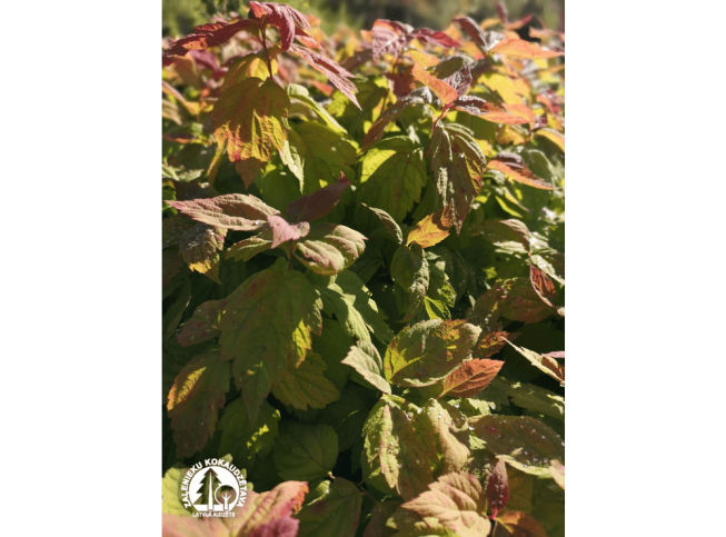 Spiraea japonica   'Macrophylla'